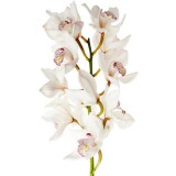 Орхидея Цимбидиум (белая)