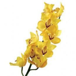 Орхидея Цимбидиум (желтая)