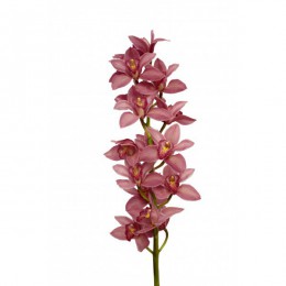Орхидея Цимбидиум (розовая)
