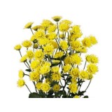 Хризантема кустовая Сталлион (желтая)