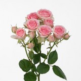 Кустовая роза Динара