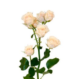 Кустовая роза Крем Грация